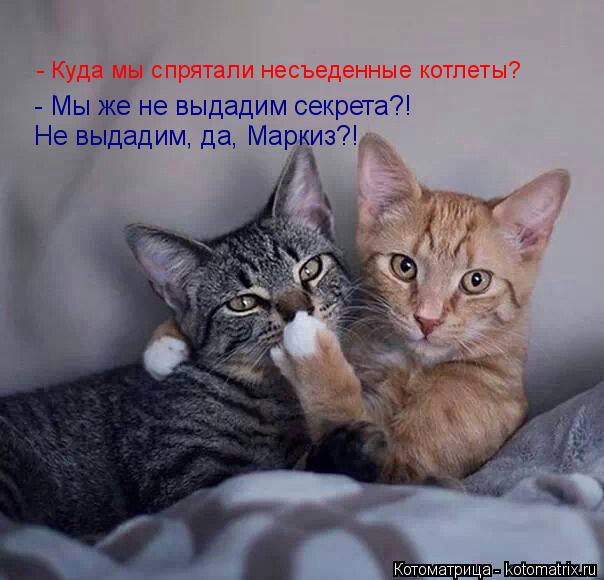 - Мы же не выдадим секрета?! - Куда мы спрятали несъеденные котлеты? Не выдадим, да, Маркиз?!... Котоматрица: - Мы же не выдадим секрета?! - Куда мы спрятали несъеденные котлеты? Не выдадим, да, Маркиз?!