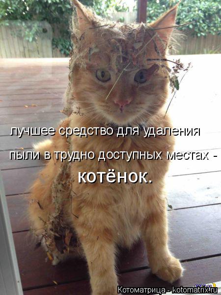 Котоматрица: лучшее средство для удаления пыли в трудно доступных местах -    котёнок.