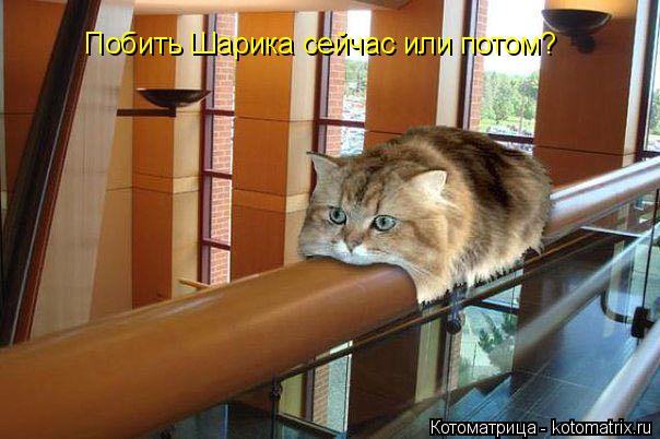 Побить Шарика сейчас или потом?... Котоматрица: Побить Шарика сейчас или потом?