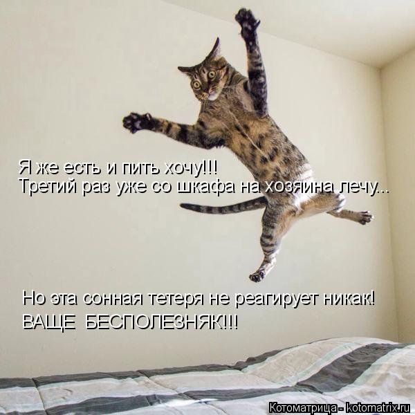 Котоматрица: Я же есть и пить хочу!!! Третий раз уже со шкафа на хозяина лечу... Но эта сонная тетеря не реагирует никак! ВАЩЕ  БЕСПОЛЕЗНЯК!!!