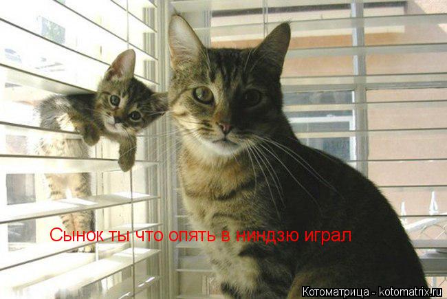 Сынок ты что опять в ниндзю играл... Котоматрица: Сынок ты что опять в ниндзю играл