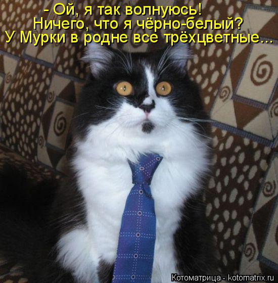 Котоматрица: - Ой, я так волнуюсь! Ничего, что я чёрно-белый? У Мурки в родне все трёхцветные...