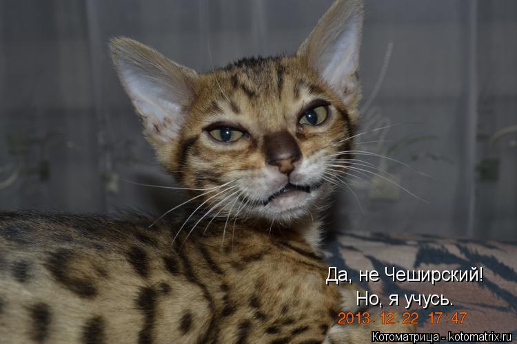 Котоматрица: Да, не Чеширский! Но, я учусь.