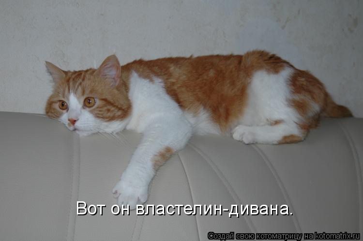 Котоматрица: Вот он властелин-дивана.