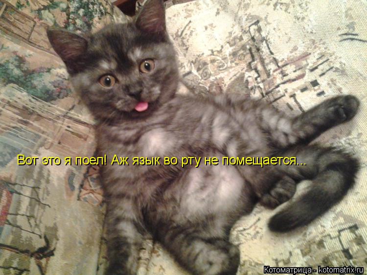Вот это я поел! Аж язык во рту не помещается...... Котоматрица: Вот это я поел! Аж язык во рту не помещается...