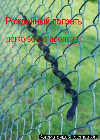 Котоматрица: Рожденный ползать  легко везде пролезет...