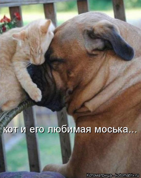 Котоматрица: кот и его любимая моська...