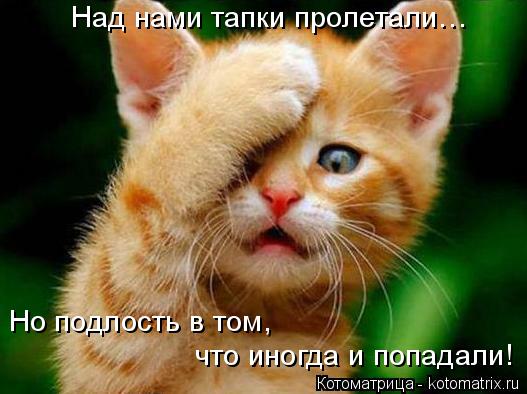 Котоматрица: Над нами тапки пролетали… Но подлость в том, Но подлость в том, что иногда и попадали!