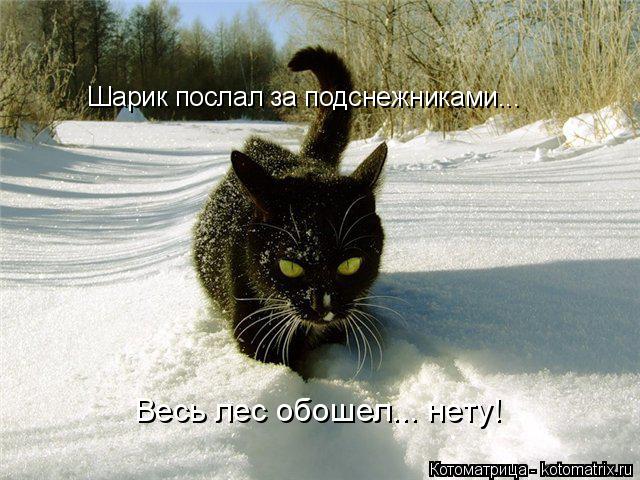 Котоматрица: Шарик послал за подснежниками... Весь лес обошел... нету!