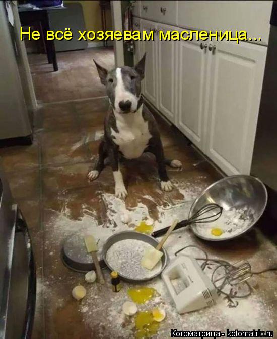 Котоматрица: Не всё хозяевам масленица...