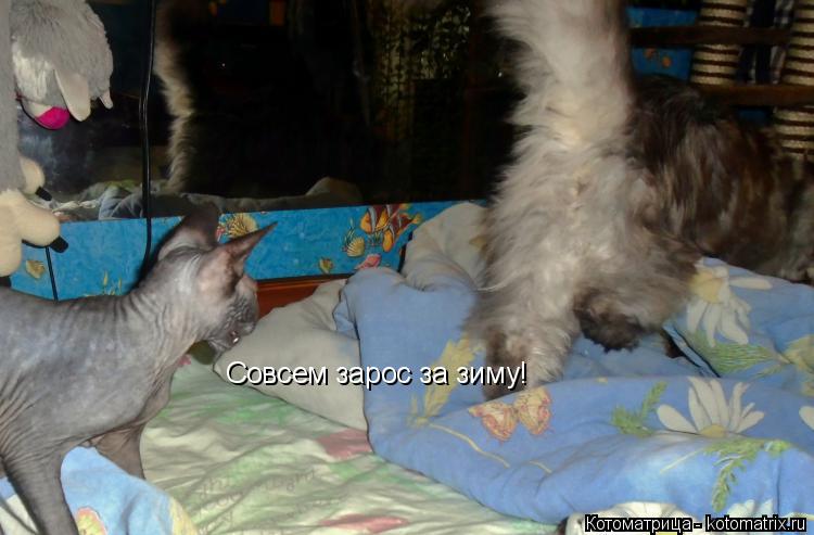 Котоматрица: Совсем зарос за зиму!