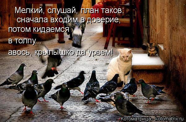 Котоматрица: Мелкий, слушай, план таков: сначала входим в доверие, потом кидаемся в толпу... авось, крылышко да урвем!