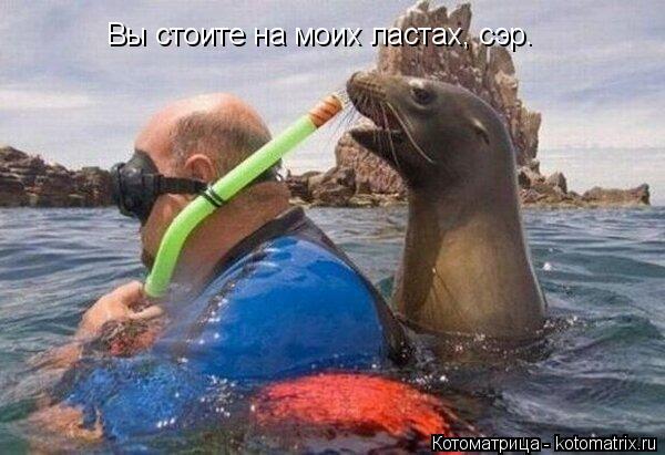 Вы стоите на моих ластах, сэр.... Котоматрица: Вы стоите на моих ластах, сэр.