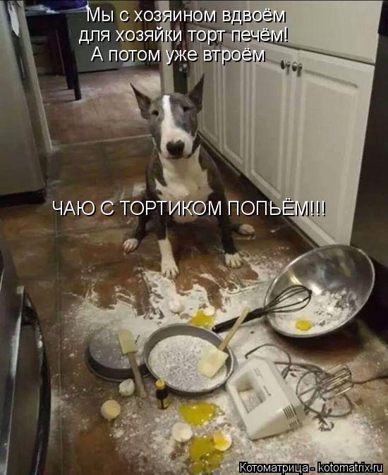 Котоматрица: Мы с хозяином вдвоём для хозяйки торт печём! А потом уже втроём ЧАЮ С ТОРТИКОМ ПОПЬЁМ!!!