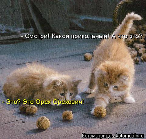 Котоматрица: - Смотри! Какой прикольный! А что это? - Это? Это Орех Орехович!