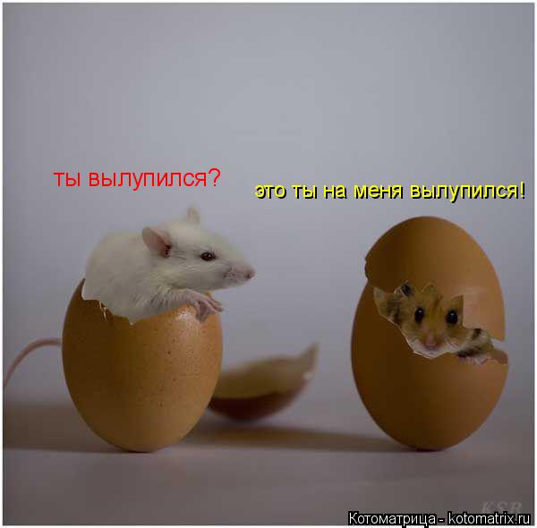 Котоматрица: ты вылупился? это ты на меня вылупился!