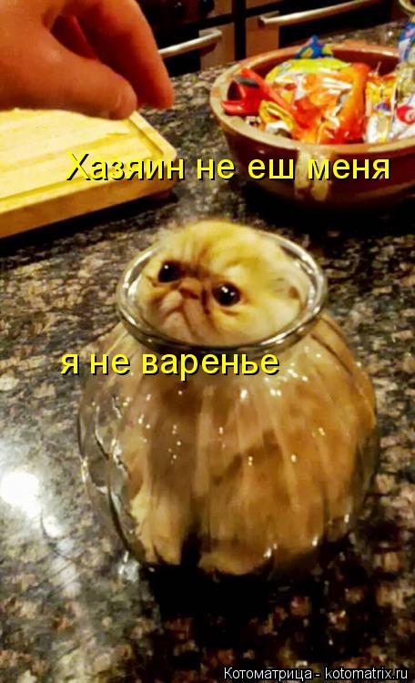 Котоматрица: Хазяин не еш меня  я не варенье