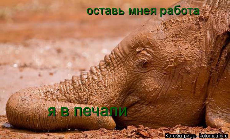 оставь мнея работа я в печали... Котоматрица: оставь мнея работа я в печали