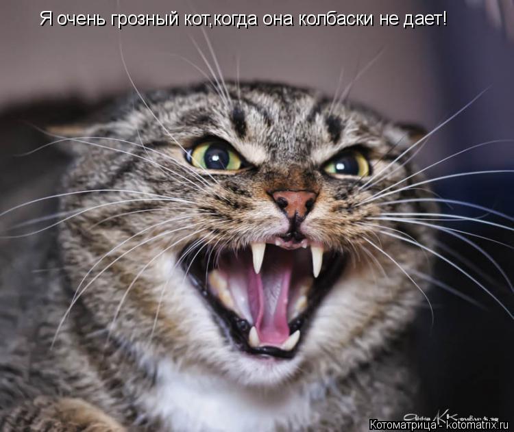 Котоматрица: Я очень грозный кот,когда она колбаски не дает!