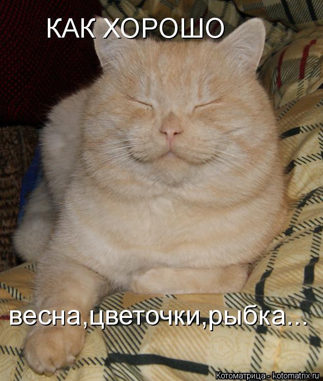 КАК ХОРОШО весна,цветочки,рыбка...... Котоматрица: КАК ХОРОШО весна,цветочки,рыбка...