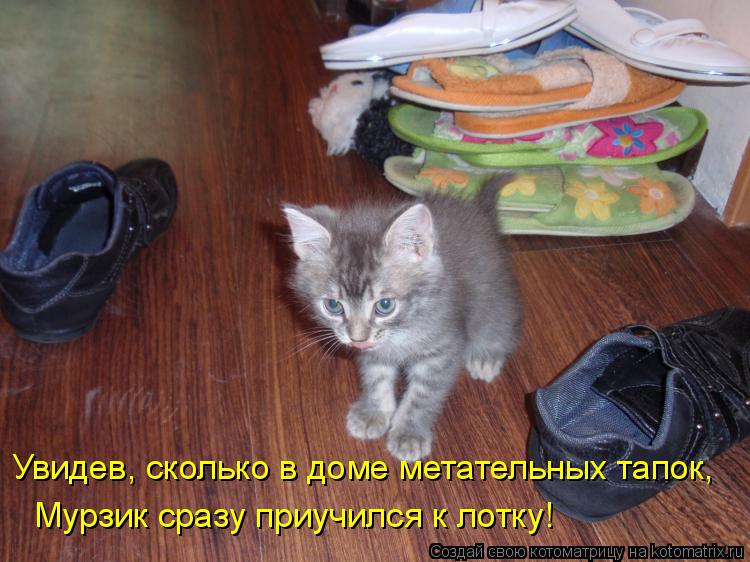 Котоматрица: Увидев, сколько в доме метательных тапок, Мурзик сразу приучился к лотку!