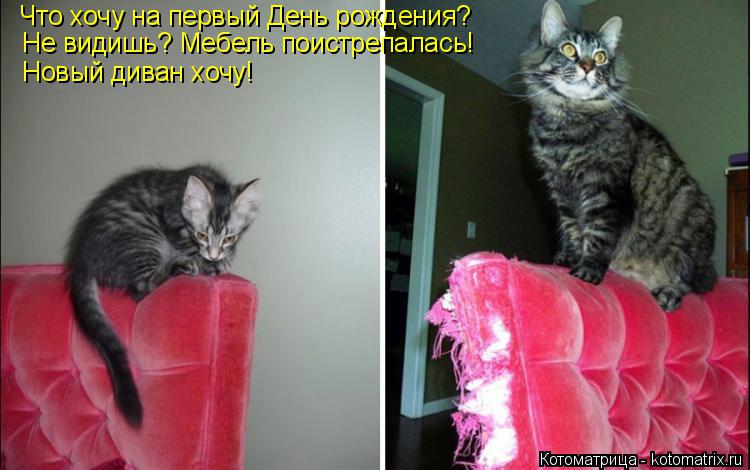Котоматрица: Что хочу на первый День рождения? Не видишь? Мебель поистрепалась! Новый диван хочу!