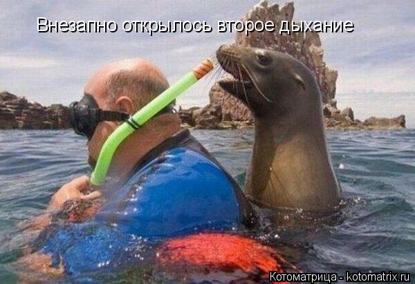 Котоматрица: Внезапно открылось второе дыхание