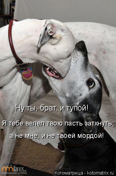Котоматрица: Ну ты, брат, и тупой! Я тебе велел твою пасть заткнуть, а не мне, и не твоей мордой!