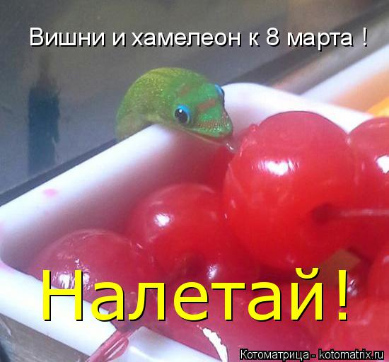 Котоматрица: Вишни и хамелеон к 8 марта ! Налетай!