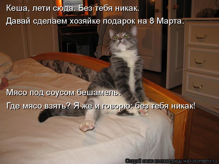 Котоматрица: Кеша, лети сюда. Без тебя никак.  Давай сделаем хозяйке подарок на 8 Марта.  Мясо под соусом бешамель. Где мясо взять? Я же и говорю: без тебя ни