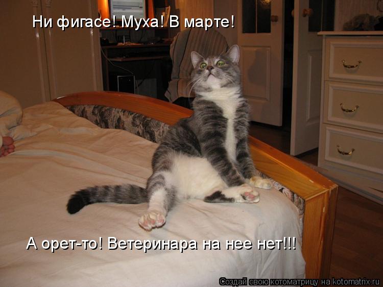 Ни фигасе! Муха! В марте! А орет-то! Ветеринара на нее нет!!!... Котоматрица: Ни фигасе! Муха! В марте! А орет-то! Ветеринара на нее нет!!!