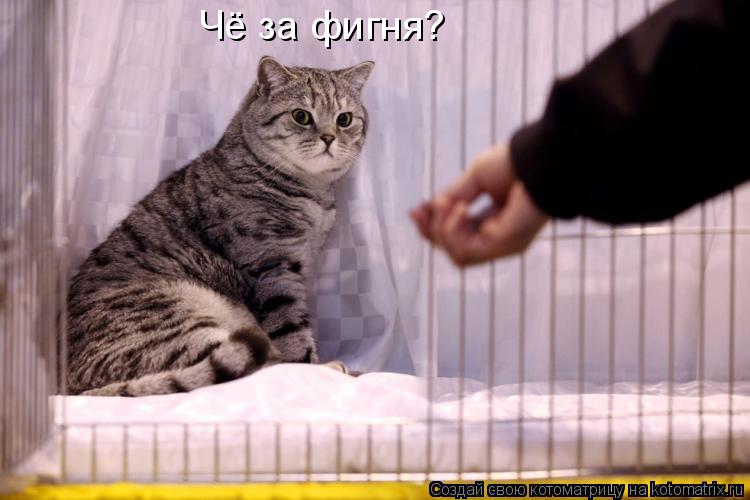 Котоматрица: Чё за фигня?