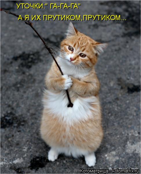 Котоматрица: УТОЧКИ:" ГА-ГА-ГА" А Я ИХ ПРУТИКОМ,ПРУТИКОМ...