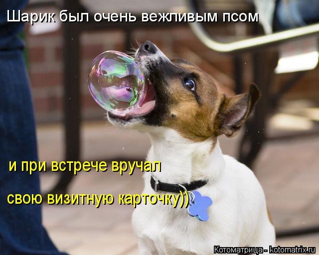 Котоматрица: Шарик был очень вежливым псом  и при встрече вручал  свою визитную карточку))