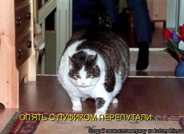 Котоматрица: ОПЯТЬ С ПУФИКОМ ПЕРЕПУТАЛИ...