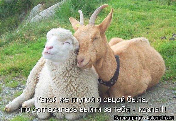 Котоматрица: что согласилась выйти за тебя -  козла!!! Какой же глупой я овцой была,
