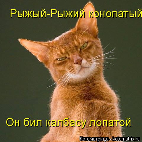 Котоматрица: Рыжый-Рыжий конопатый Он бил калбасу лопатой
