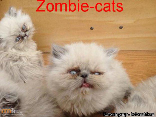 Котоматрица: Zombie-cats