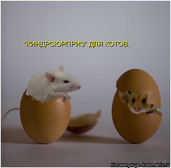 Котоматрица: "КИНДРСЮРПРИЗ" ДЛЯ КОТОВ.