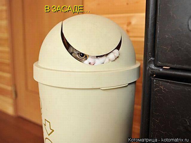 Котоматрица: В ЗАСАДЕ...
