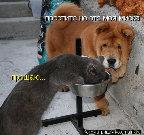 Котоматрица: простите но это моя миска прощаю...