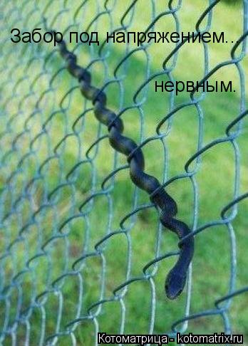 Котоматрица: Забор под напряжением... нервным.