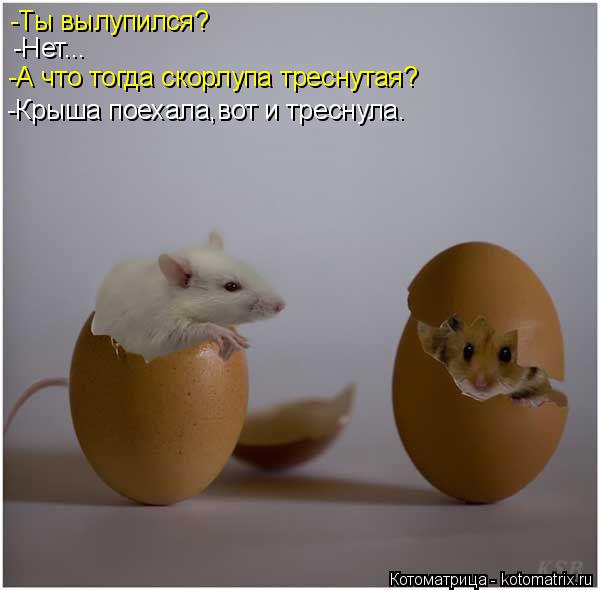 Котоматрица: -Ты вылупился? -А что тогда скорлупа треснутая? -Нет... -Крыша поехала,вот и треснула.