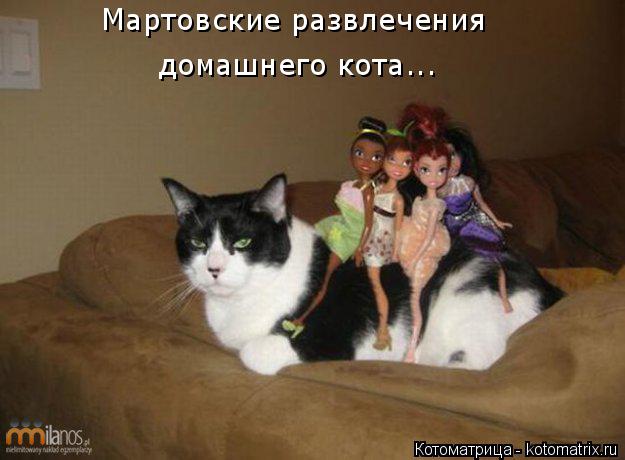 Котоматрица: Мартовские развлечения домашнего кота...