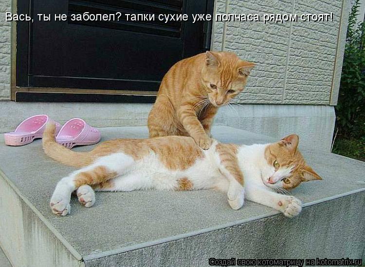 Вась, ты не заболел? тапки сухие уже полчаса рядом стоят!... Котоматрица: Вась, ты не заболел? тапки сухие уже полчаса рядом стоят!
