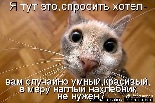 Котоматрица: Я тут это,спросить хотел- не нужен? в меру наглый нахлебник  вам случайно умный,красивый,