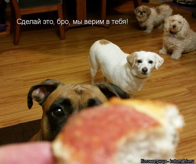 Котоматрица: Сделай это, бро, мы верим в тебя!