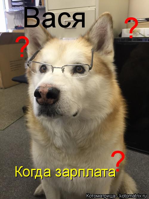 Котоматрица: Вася Когда зарплата ? ? ?