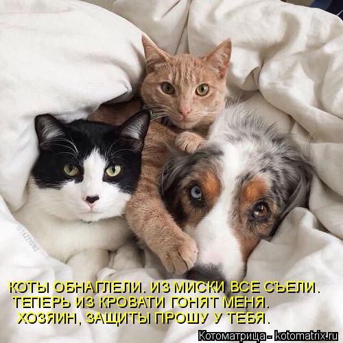Котоматрица: КОТЫ ОБНАГЛЕЛИ. ИЗ МИСКИ ВСЕ СЪЕЛИ. ТЕПЕРЬ ИЗ КРОВАТИ ГОНЯТ МЕНЯ. ХОЗЯИН, ЗАЩИТЫ ПРОШУ У ТЕБЯ.