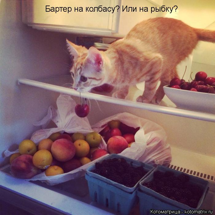 Котоматрица: Бартер на колбасу? Или на рыбку?